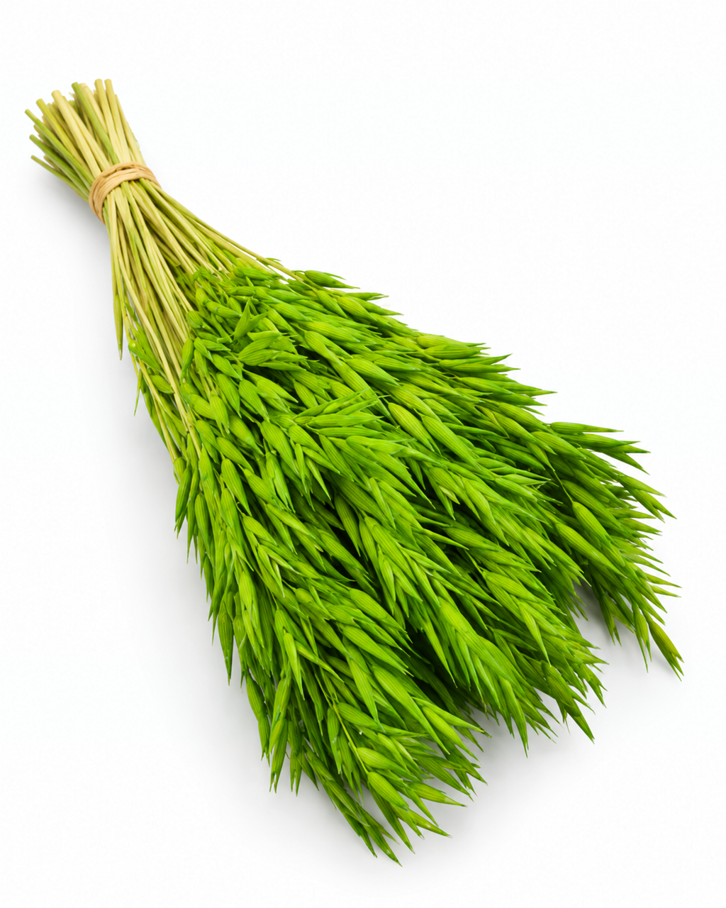 Dried Light Green Celadon Oats Bunch - 100 g / 50 cm