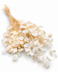 Dried Bleached Lunaria Bunch - Honesty - Silver Dollar - 50 g / 60 cm