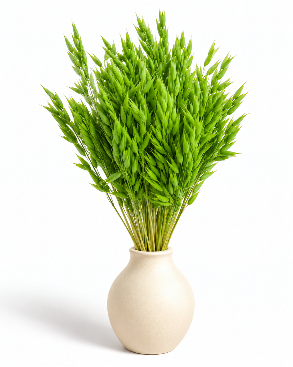 Dried Light Green Celadon Oats Bunch - 100 g / 50 cm