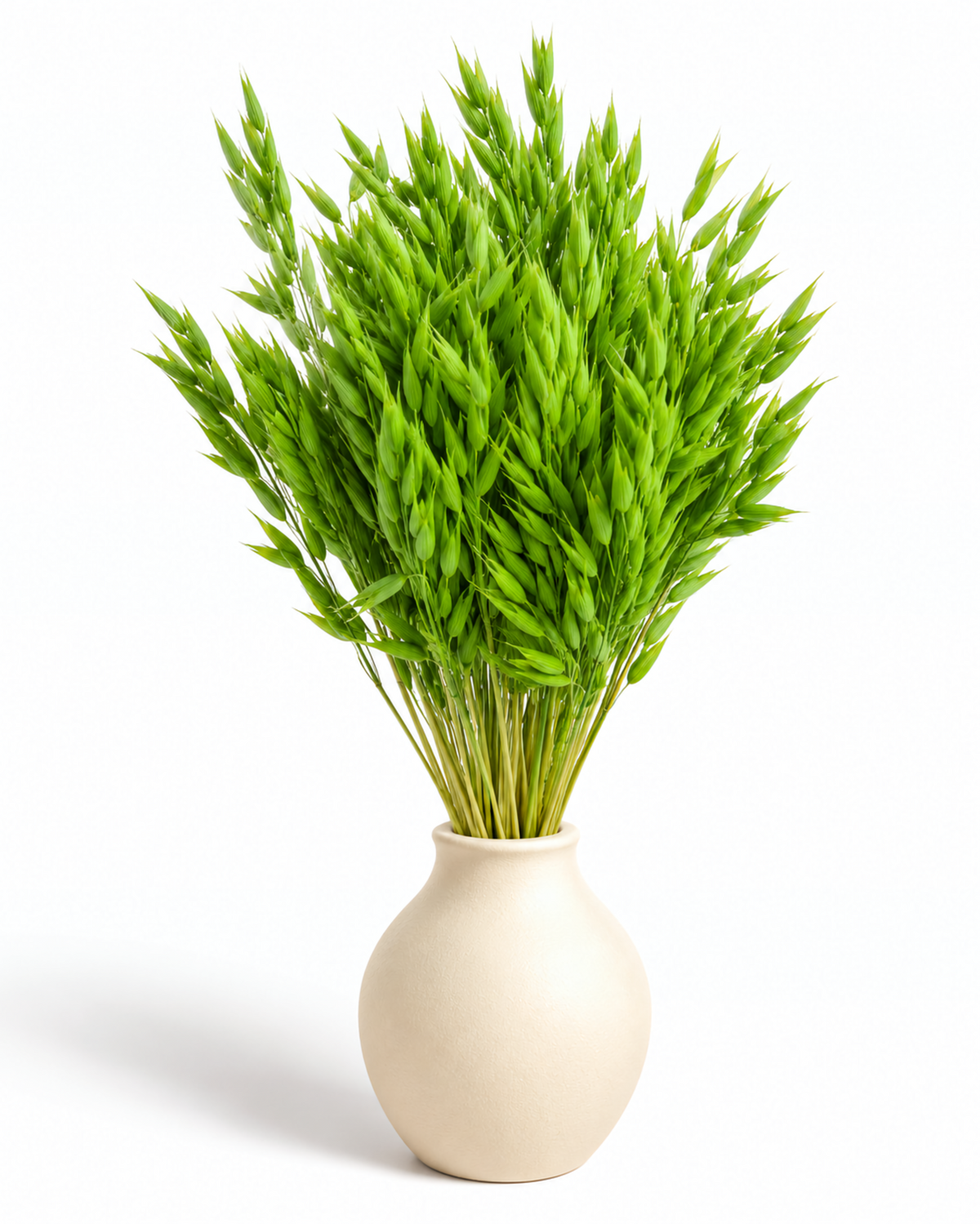 Dried Light Green Celadon Oats Bunch - 100 g / 50 cm