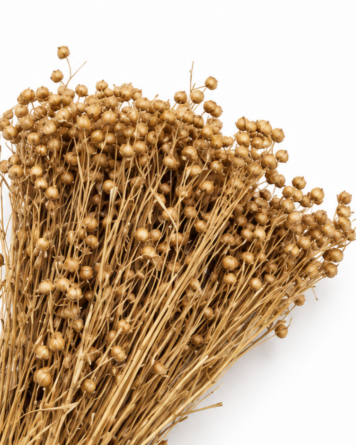Gold Dried Flax Stems - Linum - 95 g / 40 cm