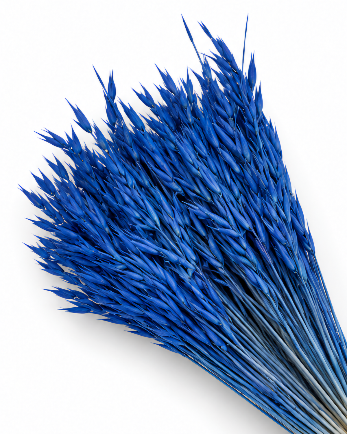Dried Navy Blue Oats Bunch - 100 g / 50 cm