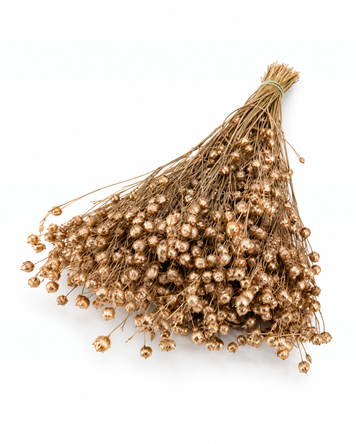 Gold Dried Flax Stems - Linum - 95 g / 40 cm
