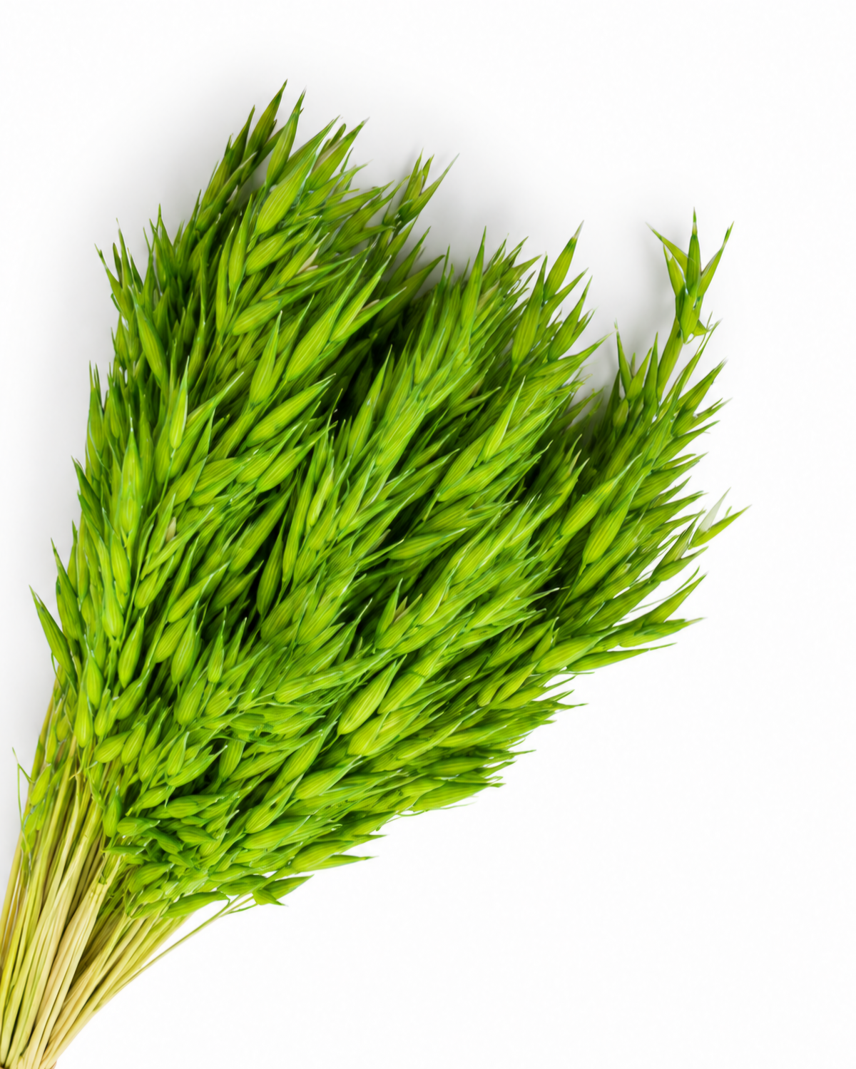 Dried Light Green Celadon Oats Bunch - 100 g / 50 cm