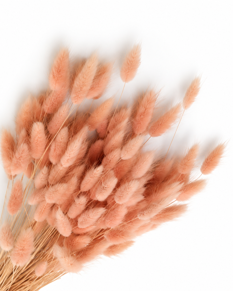 Bleached White and Ash Grey Lagurus Stems, Dried Bunny Tails