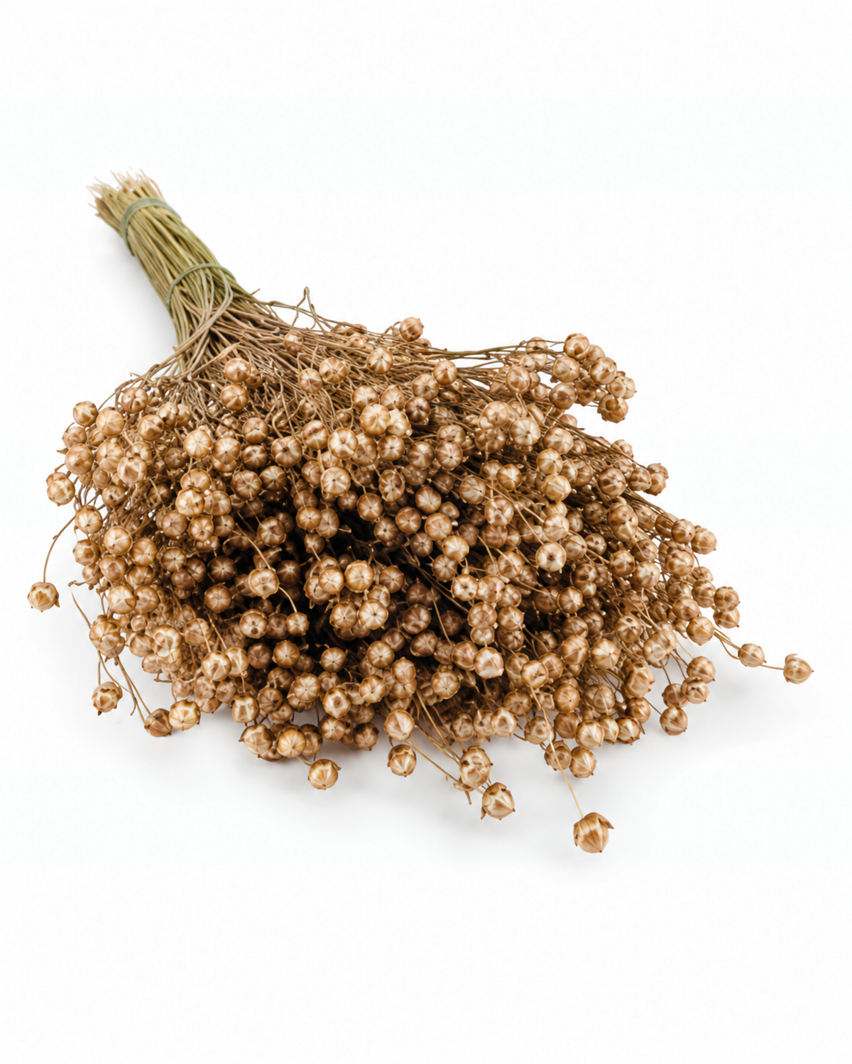 Gold Dried Flax Stems - Linum - 95 g / 40 cm