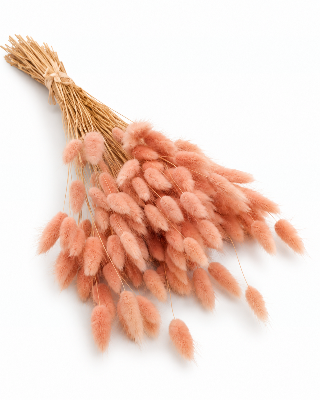 Bleached White and Ash Grey Lagurus Stems, Dried Bunny Tails