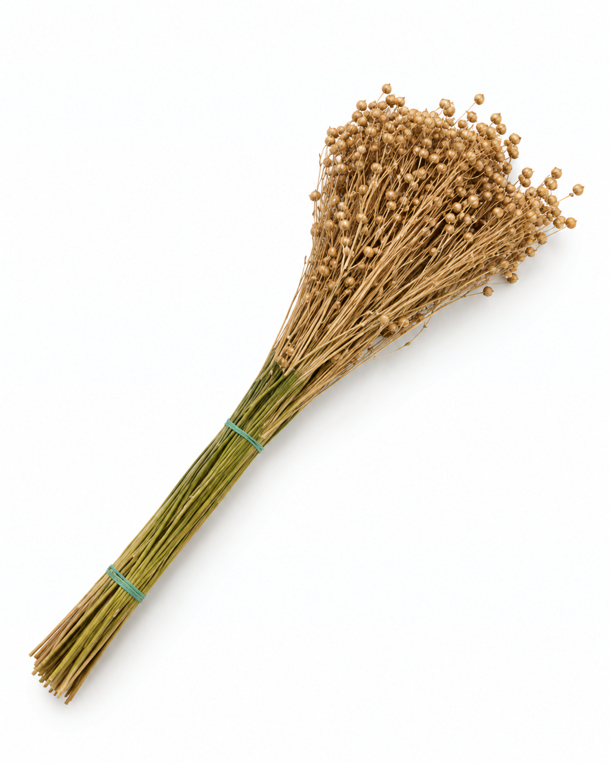 Gold Dried Flax Stems - Linum - 95 g / 40 cm