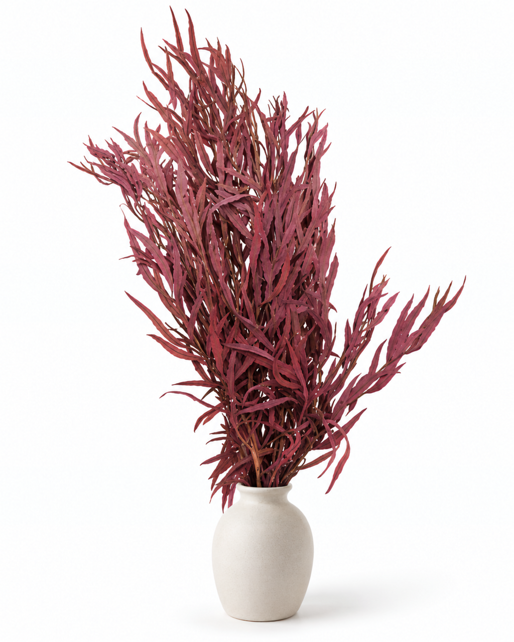 Ramo de Hastes de Rumex Secas - Botânicos Naturais de Labaça Selvagem 55-60cm