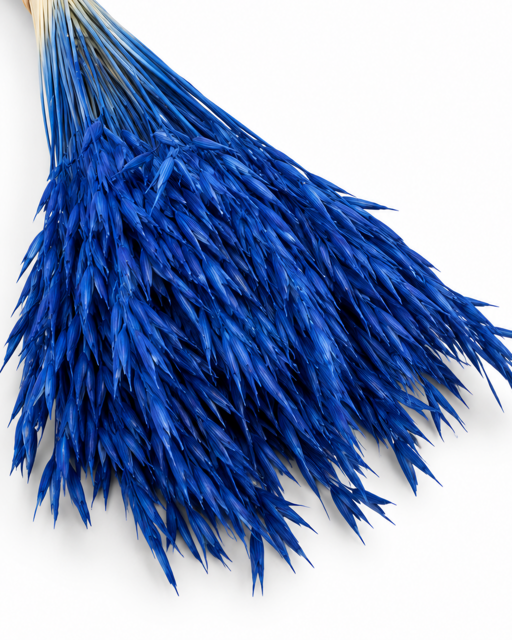 Dried Navy Blue Oats Bunch - 100 g / 50 cm