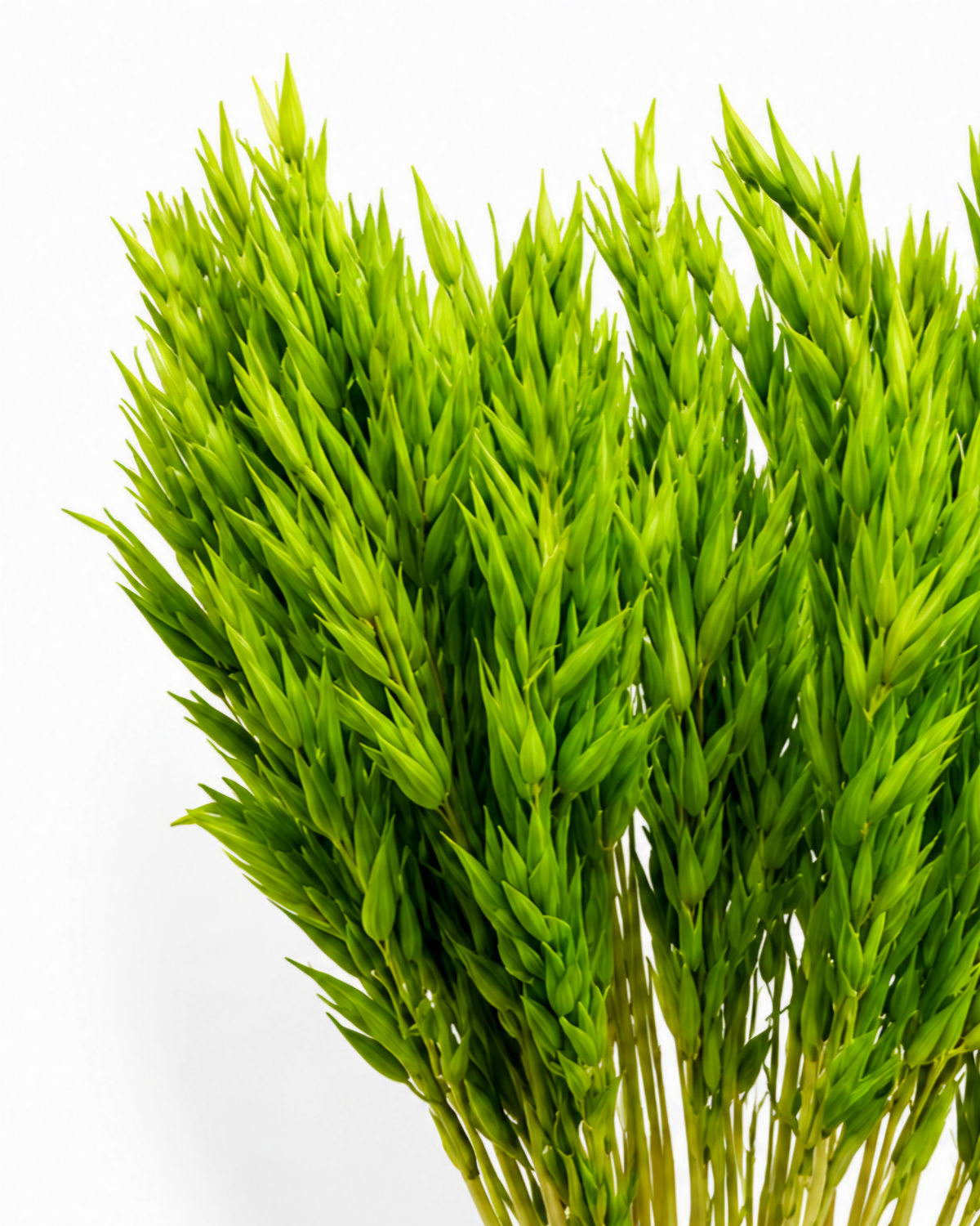 Dried Light Green Celadon Oats Bunch - 100 g / 50 cm