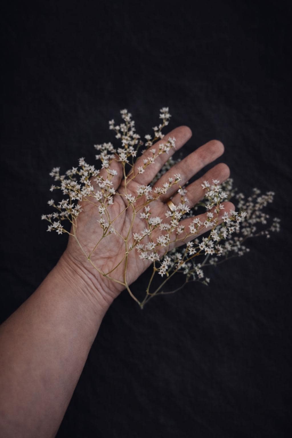 White Preserved German Statice | Small Dried Limonium Branches 12–15 cm | Craft Supply for Card Making, Candle Decor, Scrapbooking