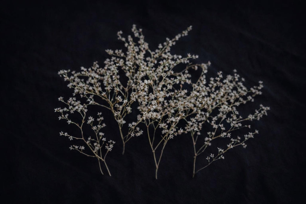 White Preserved German Statice | Small Dried Limonium Branches 12–15 cm | Craft Supply for Card Making, Candle Decor, Scrapbooking