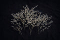 White Preserved German Statice | Small Dried Limonium Branches 12–15 cm | Craft Supply for Card Making, Candle Decor, Scrapbooking