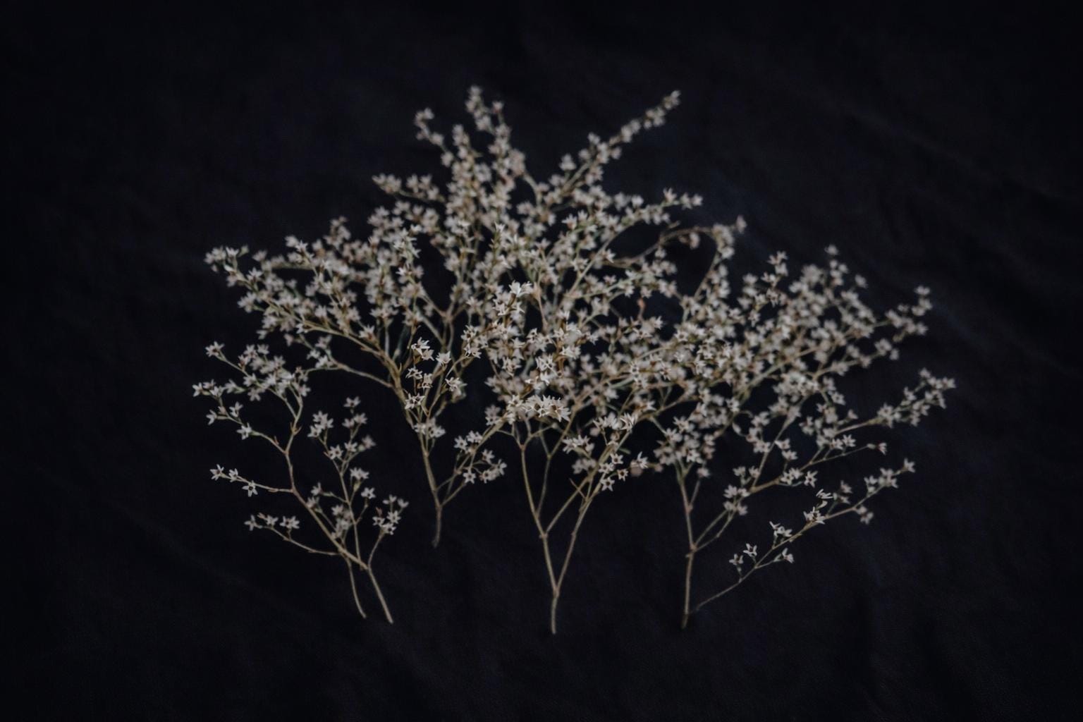 White Preserved German Statice | Small Dried Limonium Branches 12–15 cm | Craft Supply for Card Making, Candle Decor, Scrapbooking