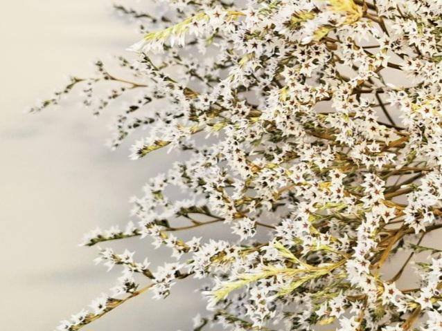 Stabilized Tatar Limonium | Natural Dried Flower 20–25 cm | Fluffy Branches for Bouquets, Home Decor & Candle Making