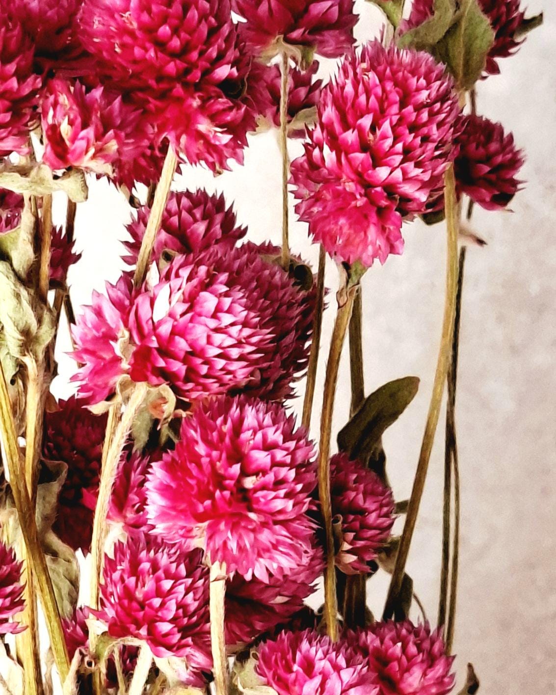 Bright Pink Dried Gomphrena Bouquet, Preserved Flowers, Natural Home Decor, Boho Minimalist Floral Arrangement, Ready to Ship