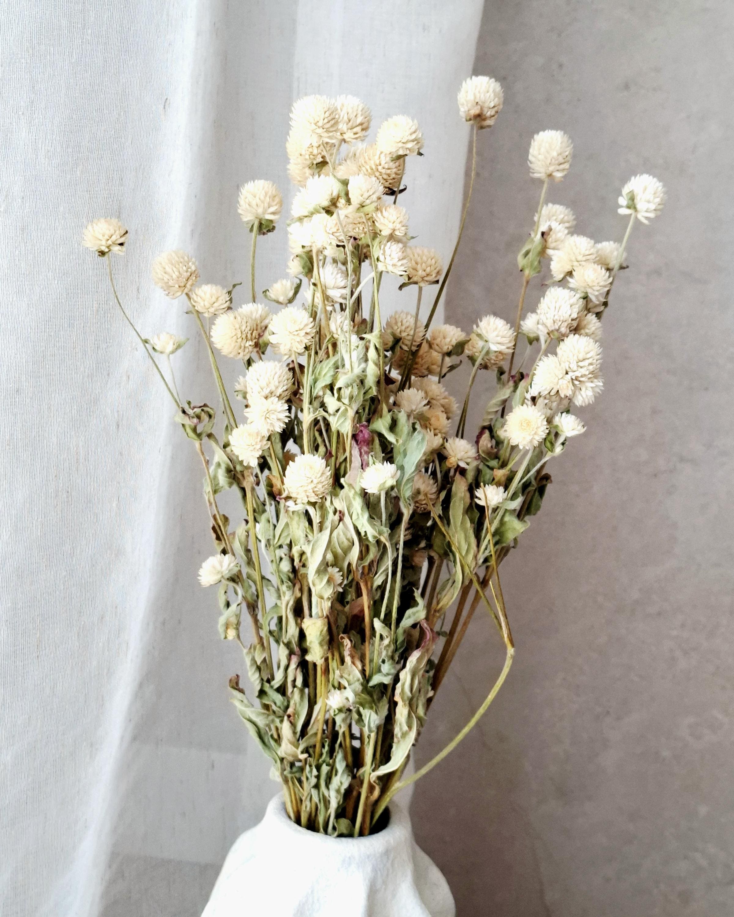 Ivory Dried Gomphrena Bouquet, 10 Stems as Shown, Preserved Flowers, Neutral Minimalist Decor, Boho Home Styling, Ready to Ship