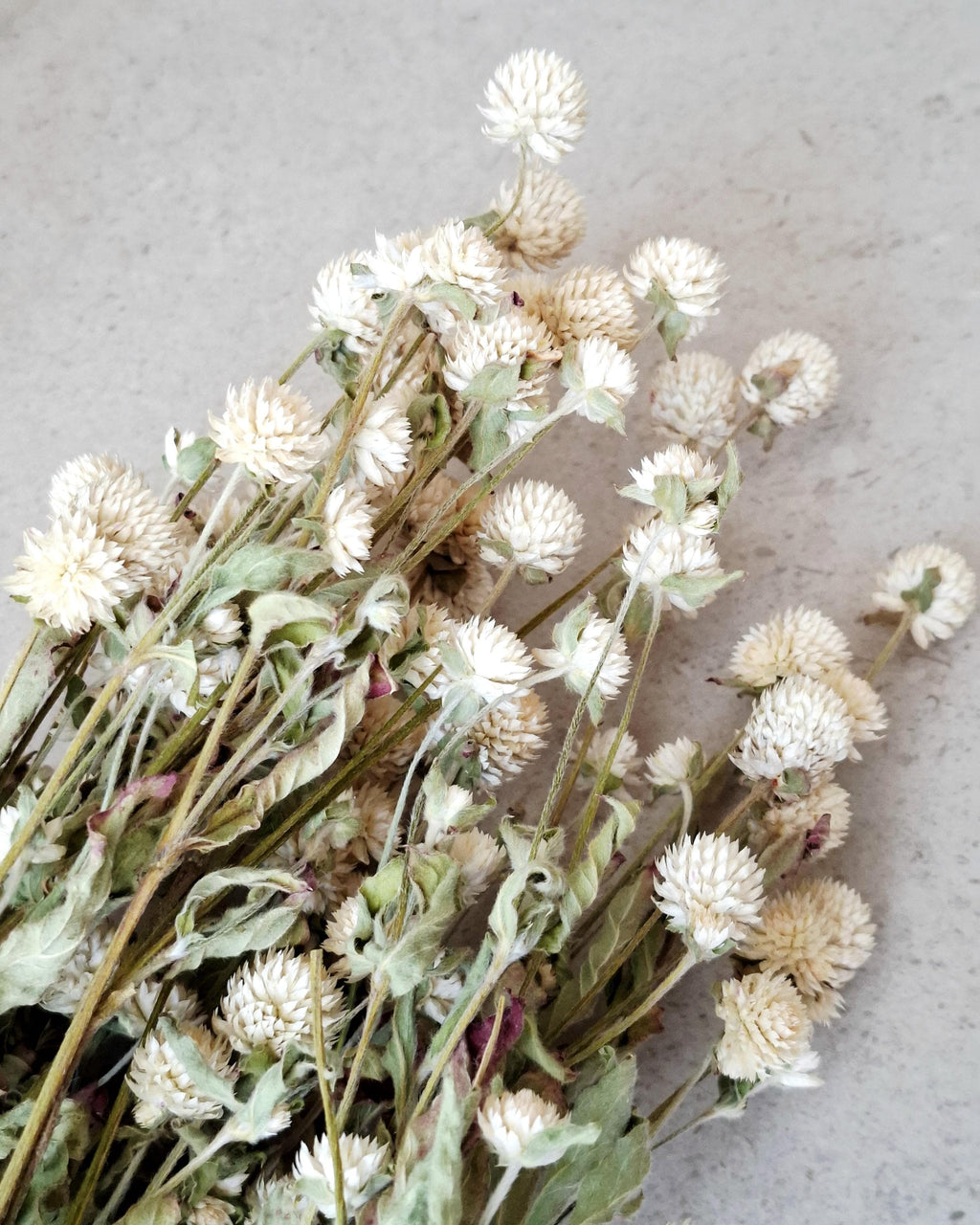Ivory Dried Gomphrena Bouquet, 10 Stems as Shown, Preserved Flowers, Neutral Minimalist Decor, Boho Home Styling, Ready to Ship
