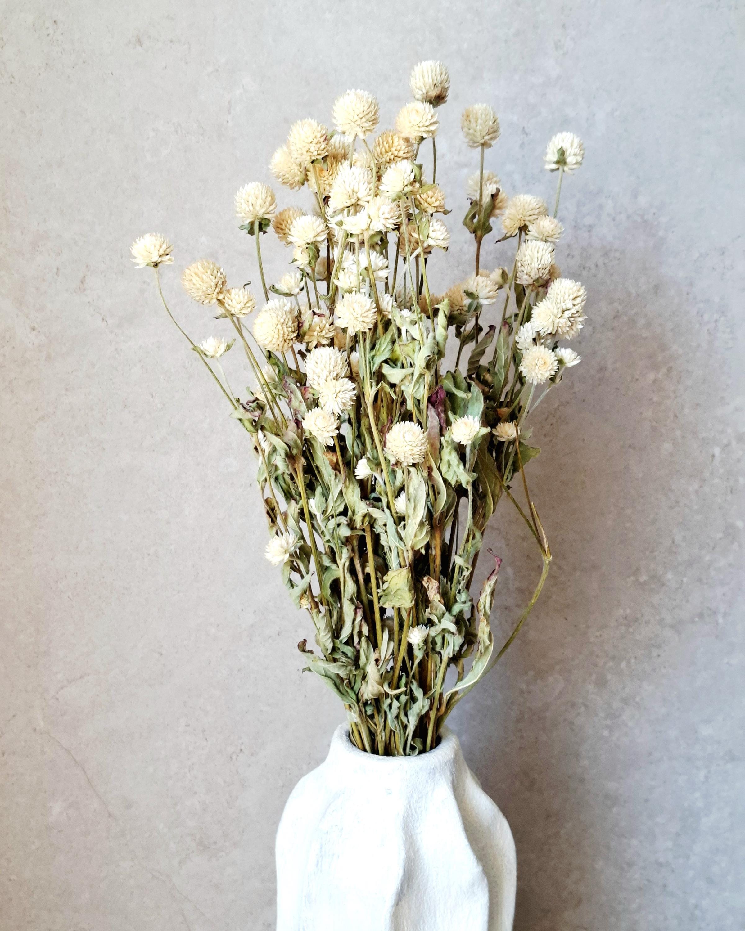 Ivory Dried Gomphrena Bouquet, 10 Stems as Shown, Preserved Flowers, Neutral Minimalist Decor, Boho Home Styling, Ready to Ship