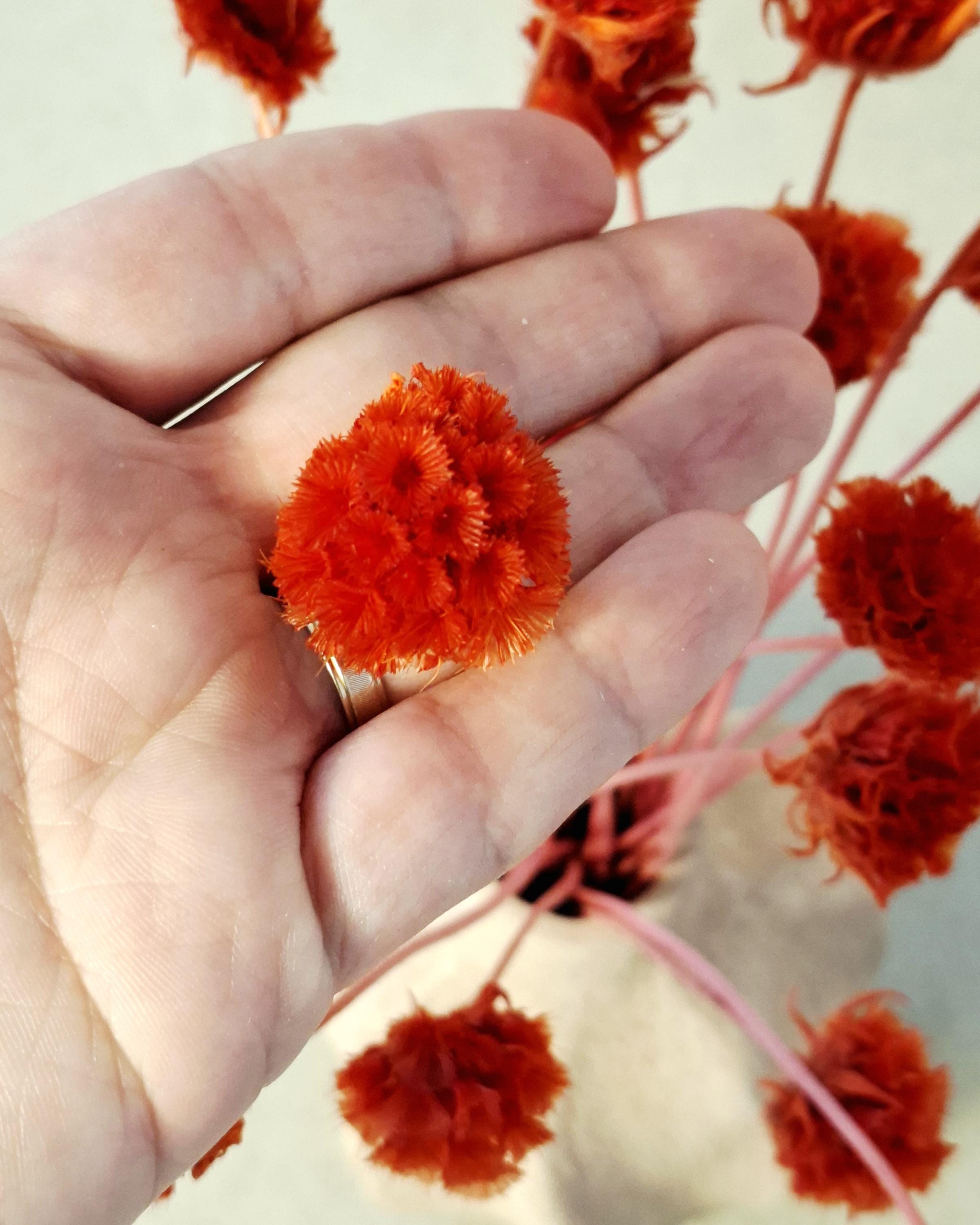 Red Stabilized Scabiosa Pods Stems, Preserved Flower Stems, Florist Supply, Dried Flower Decor, Wedding Florals, DIY Craft, Home Decor