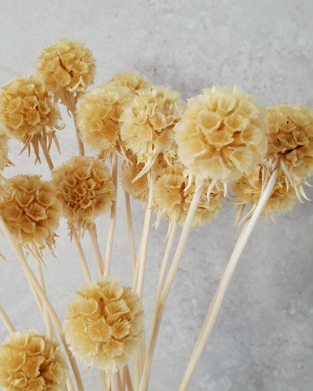 Branched Dried Scabiosa, Natural Beige Scabiosa, 35–40 cm Stems, Neutral Dried Flowers, Boho Decor, Wedding Bouquet Filler