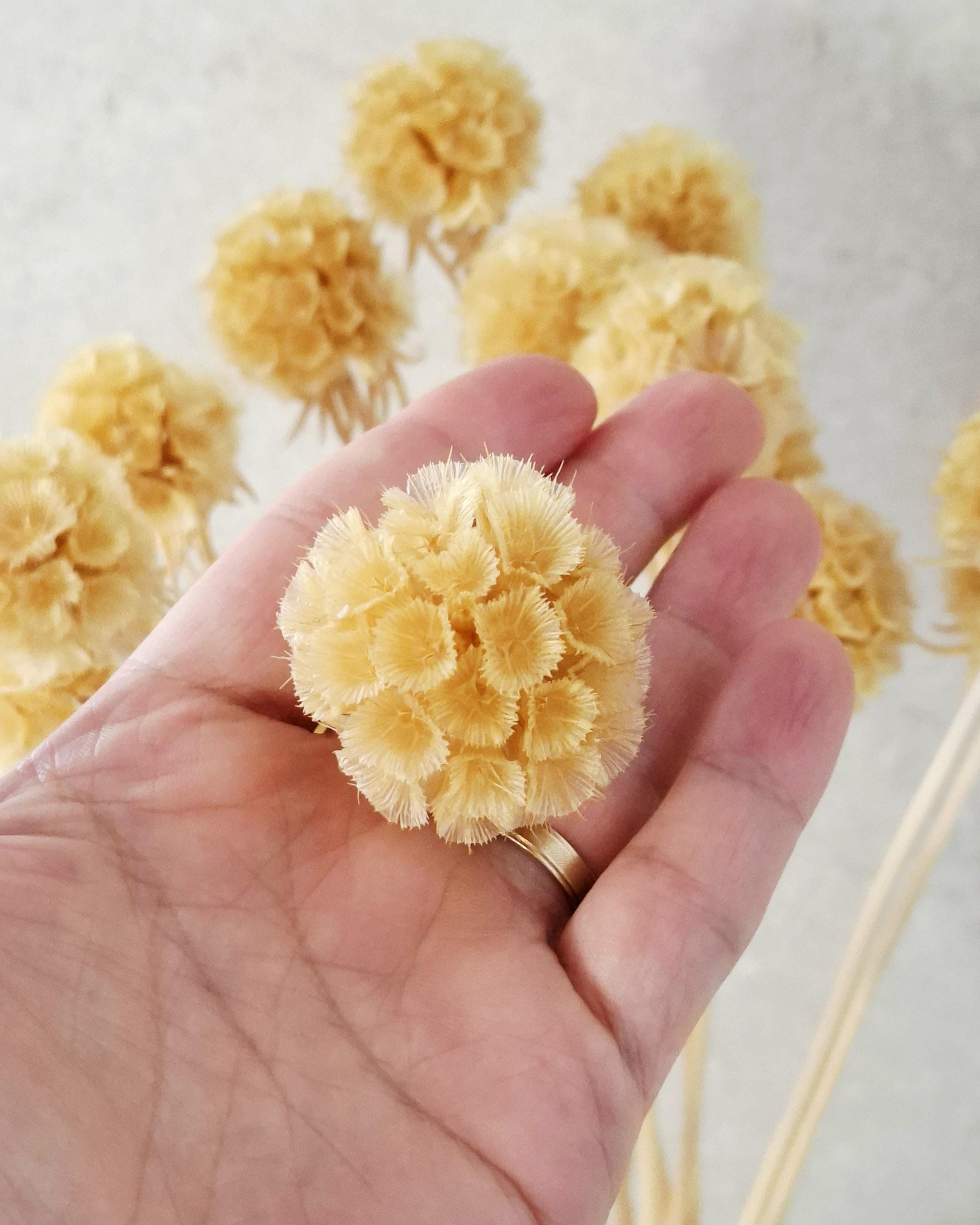 Branched Dried Scabiosa, Natural Beige Scabiosa, 35–40 cm Stems, Neutral Dried Flowers, Boho Decor, Wedding Bouquet Filler