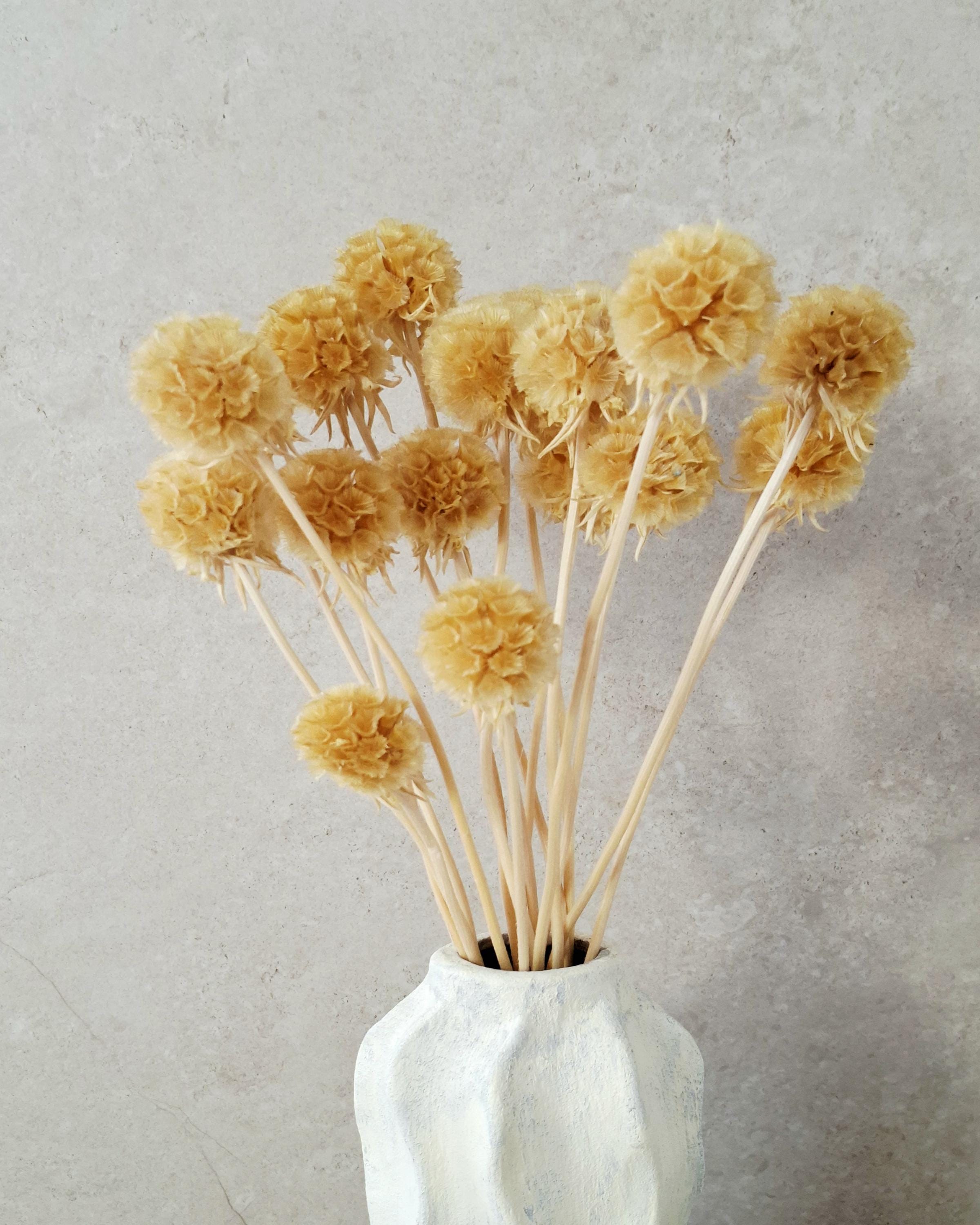 Branched Dried Scabiosa, Natural Beige Scabiosa, 35–40 cm Stems, Neutral Dried Flowers, Boho Decor, Wedding Bouquet Filler