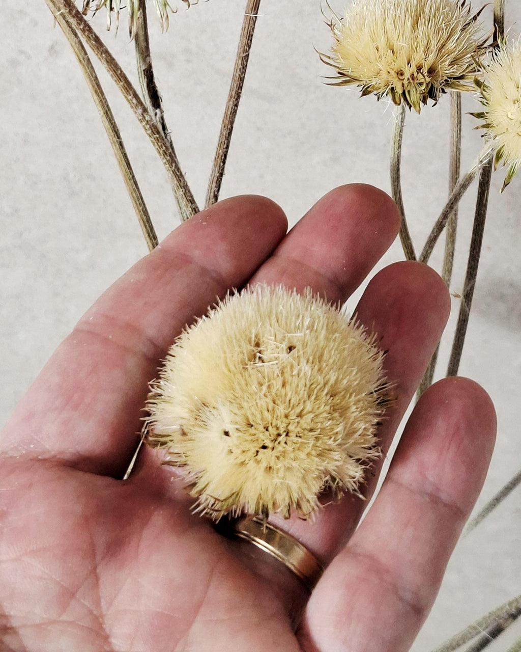 Natural Dried Thistle Stems 60 cm, Beige Dried Flowers, Minimalist Bouquet, Boho Home Decor, Neutral Floral Arrangement