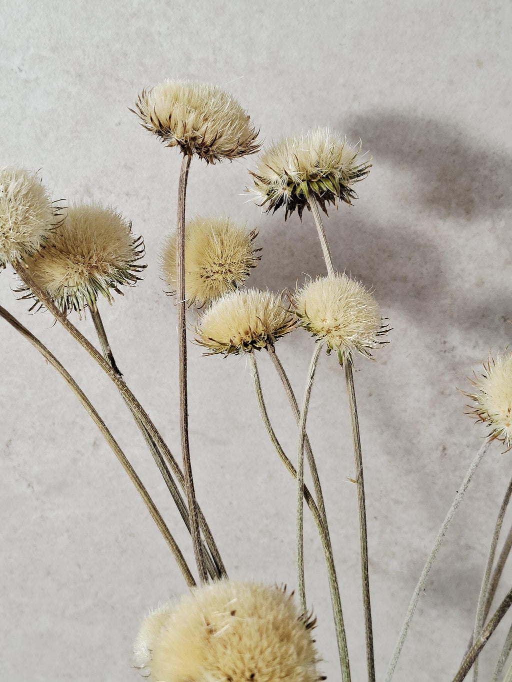 Natural Dried Thistle Stems 60 cm, Beige Dried Flowers, Minimalist Bouquet, Boho Home Decor, Neutral Floral Arrangement