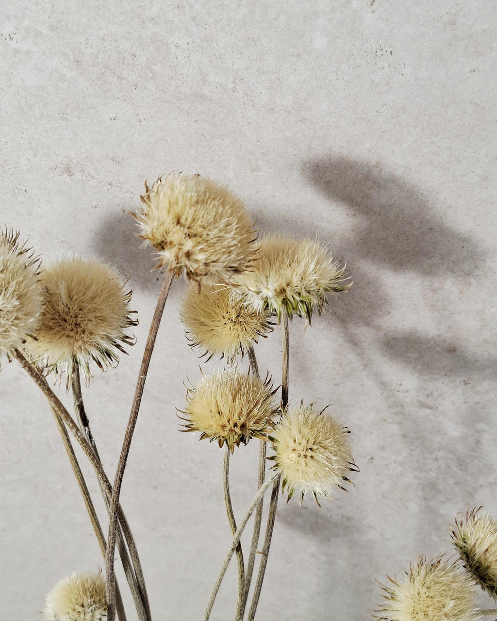 Natural Dried Thistle Stems 60 cm, Beige Dried Flowers, Minimalist Bouquet, Boho Home Decor, Neutral Floral Arrangement