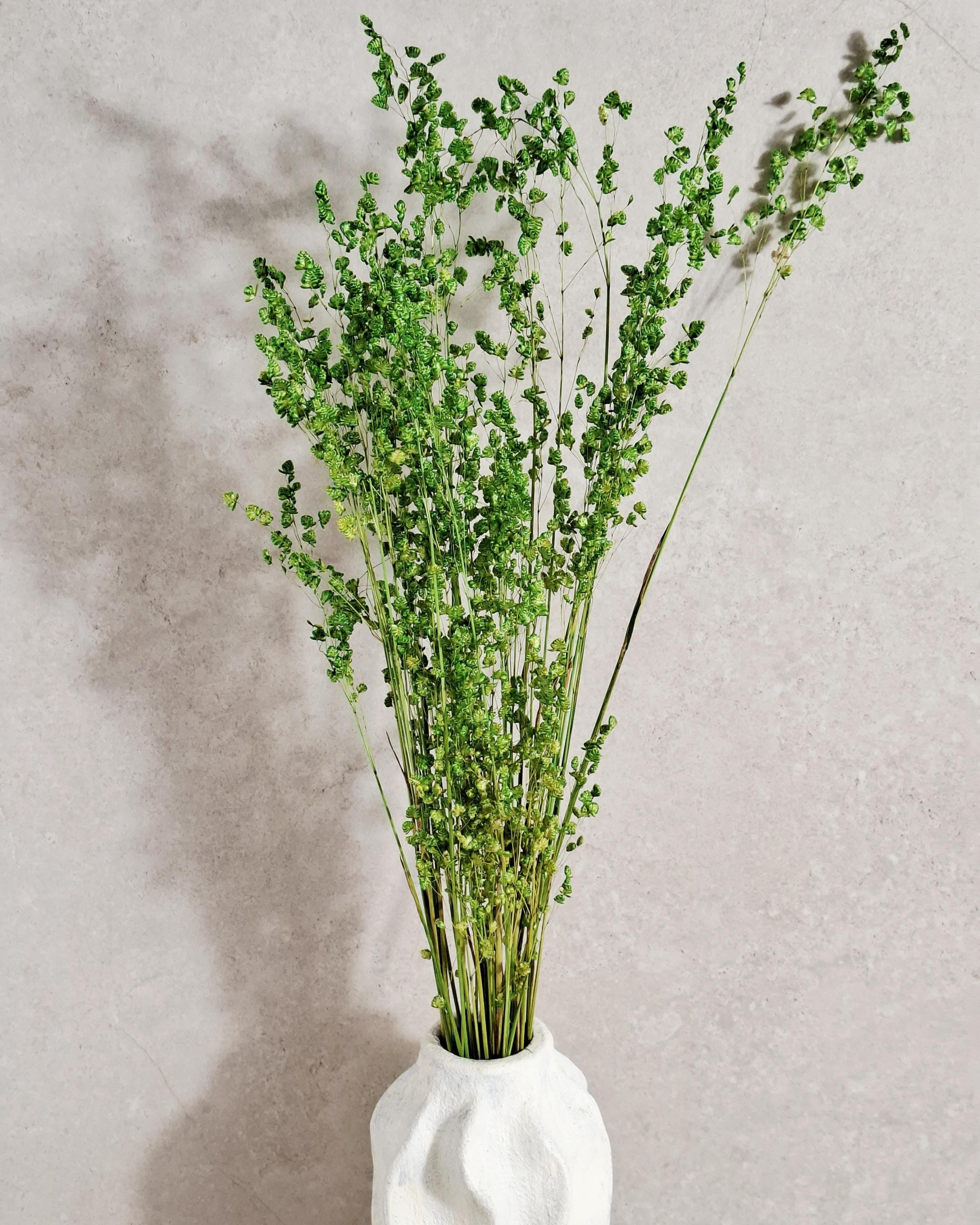 Dried Briza Grass Bouquet 55-60 cm, Vibrant Green, Natural Dried Grass, Minimalist Home Decor, Vase Filler
