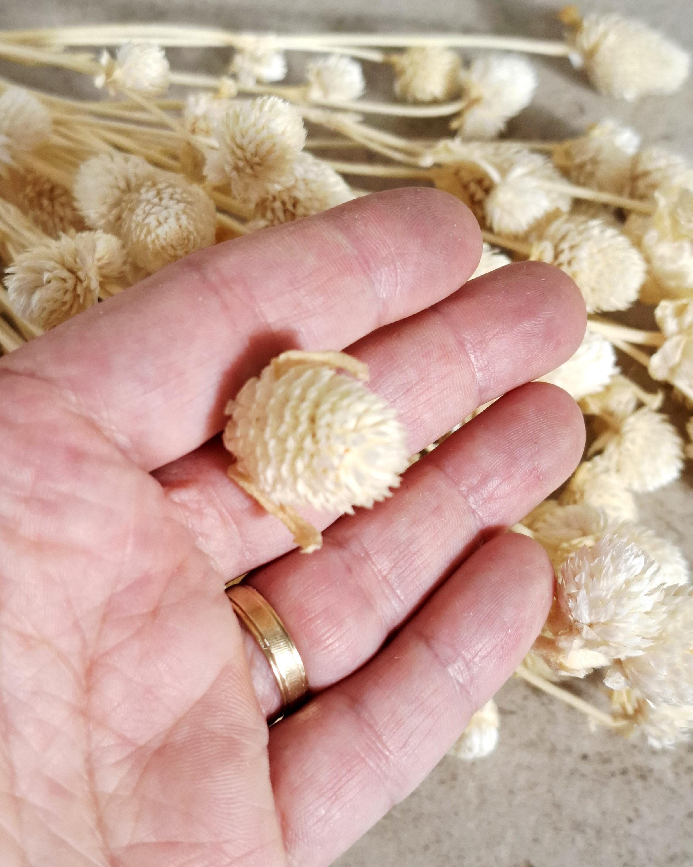 Cream Dried Gomphrena Bouquet (20–25 stems) | Natural Dried Flowers | Home Decor | DIY Craft Supply