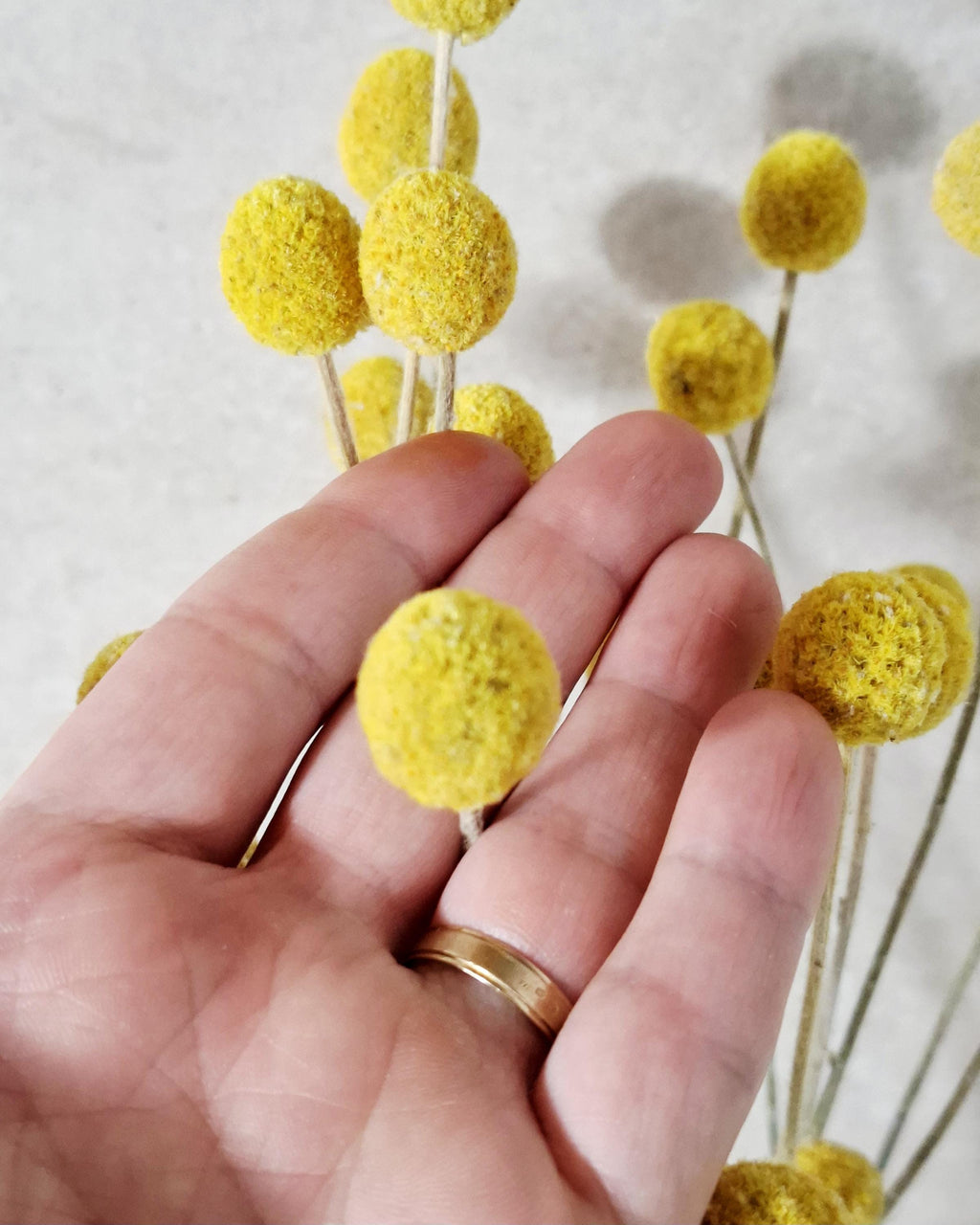 Yellow Craspedia Stems Dried Flowers for Florists DIY Floral Supply Billy Balls Natural Bouquet Decor