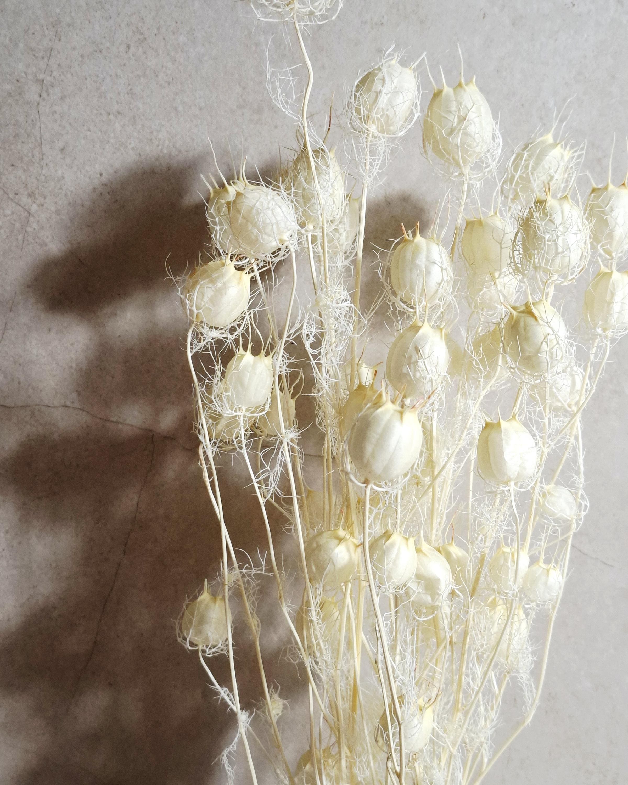 Dried Nigella Pods White / Natural White Nigella Stems / Botanical Floral Supply / Wedding Flowers / DIY Craft Decor