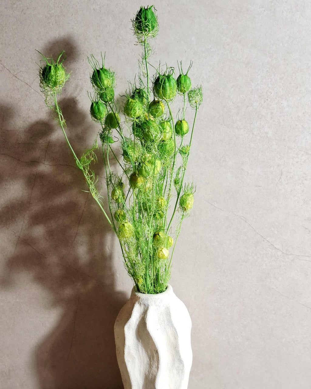 Dried Nigella Pods Green / Bright Green Nigella Stems / Botanical Floral Supply / DIY Craft Flowers / Natural Decor