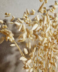 Dried Briza Wheat Color | Natural Dried Grass | Neutral Home Decor | Boho Floral Stems | Minimal Rustic Decoration.