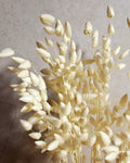 Bleached Briza Stems - Dried Grass Bouquet - Natural Dried Flowers - Florist Supplies - Wedding Decor - Boho Home Decor