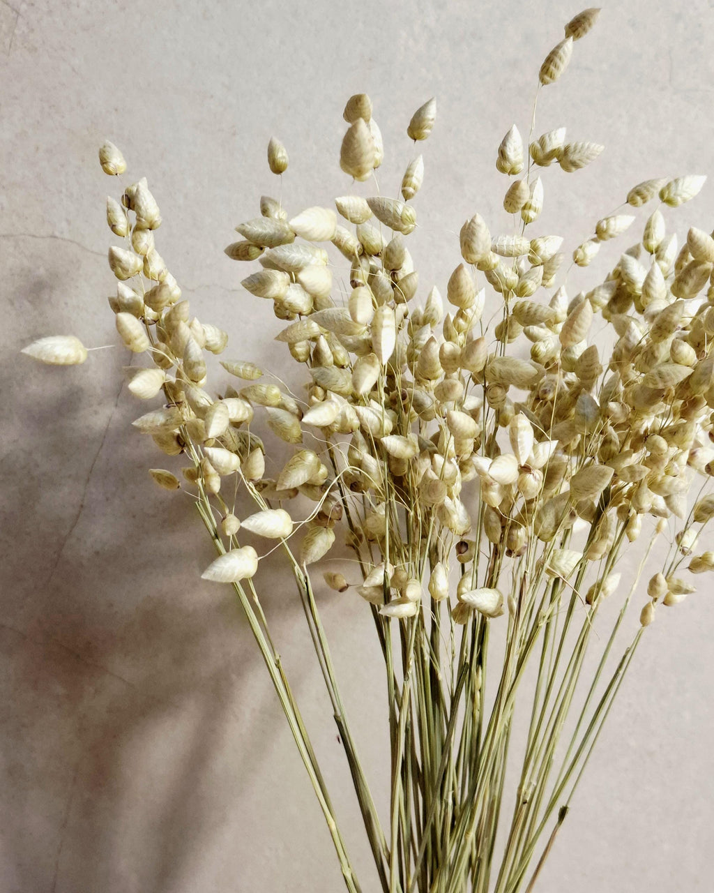 Natural Dried Briza Maxima Green | Bunny Tail Grass | Boho Wedding Flowers | Rustic Home Decor | Dried Grass Stems.