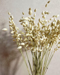 Natural Dried Briza Maxima Green | Bunny Tail Grass | Boho Wedding Flowers | Rustic Home Decor | Dried Grass Stems.