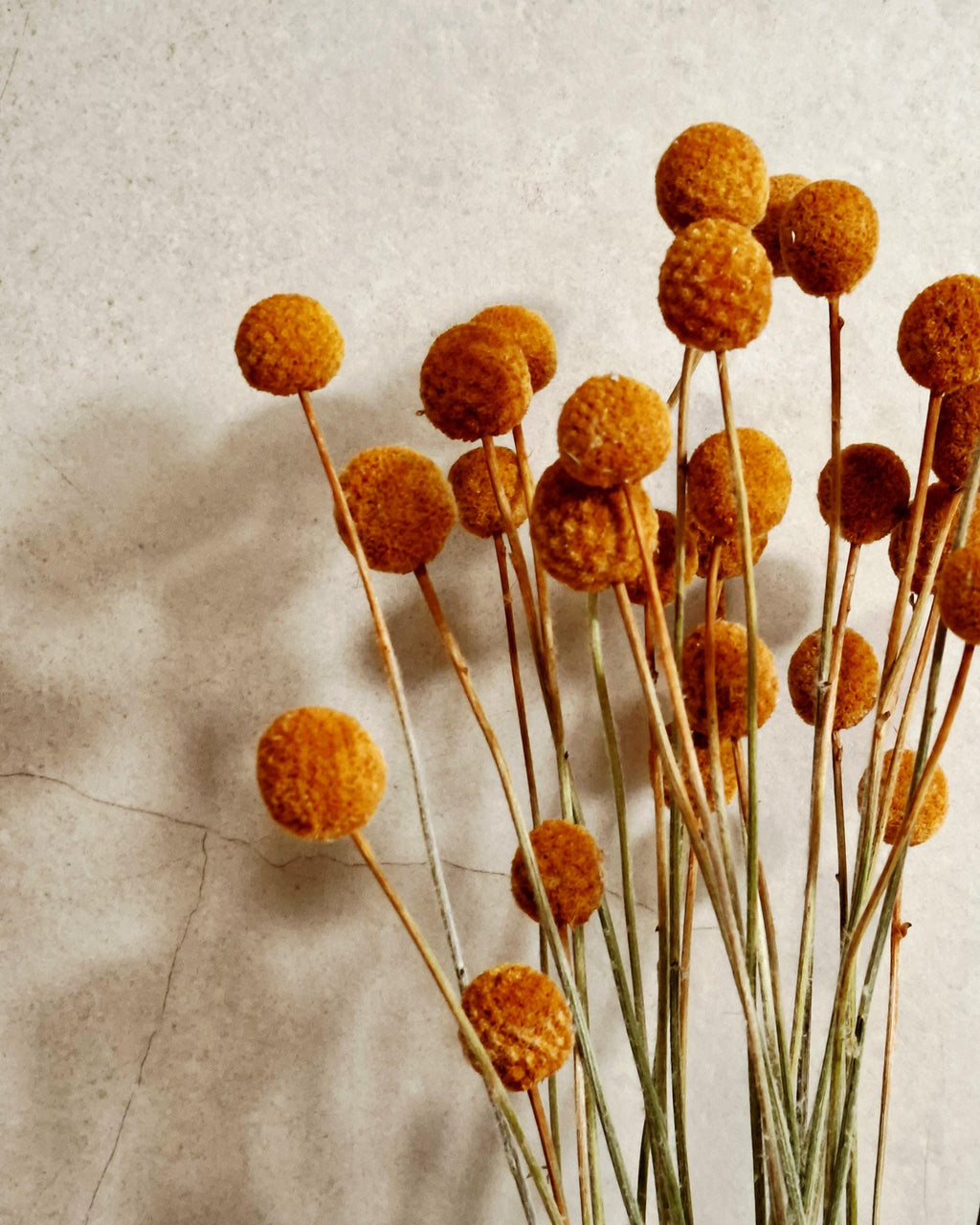 Dried Craspedia Stems Light Brown (Billy Buttons), Natural Dried Flowers, Floristry Supply, DIY, Home Decor, 15 Stems