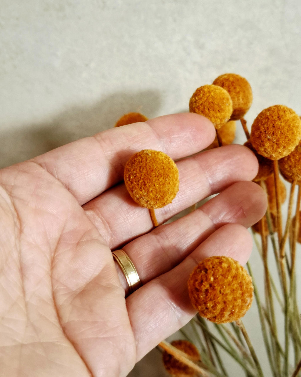 Dried Craspedia Stems Light Brown (Billy Buttons), Natural Dried Flowers, Floristry Supply, DIY, Home Decor, 15 Stems
