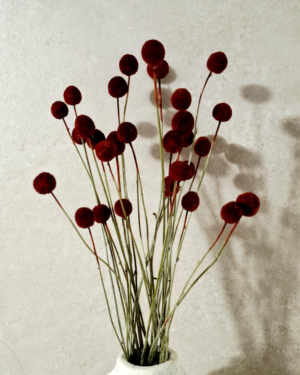 Dried Craspedia Stems Dark Red (Billy Buttons), Dyed Dried Flowers, Floristry Supply, DIY Craft, Home Decor, 15 Stems