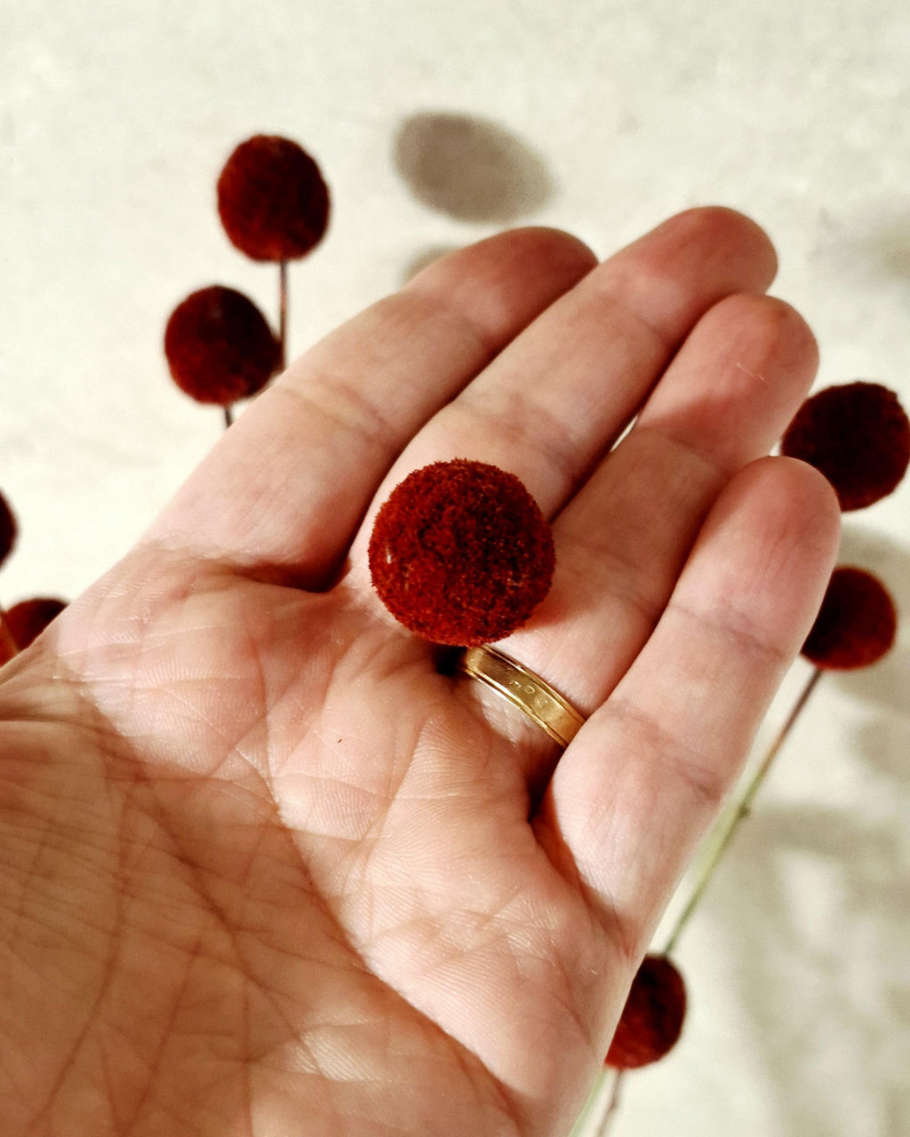 Dried Craspedia Stems Dark Red (Billy Buttons), Dyed Dried Flowers, Floristry Supply, DIY Craft, Home Decor, 15 Stems