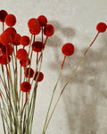 Dried Craspedia Stems Bright Red (Billy Buttons), Dyed Dried Flowers, Floristry Supply, DIY Craft, Home Decor, 15 Stems