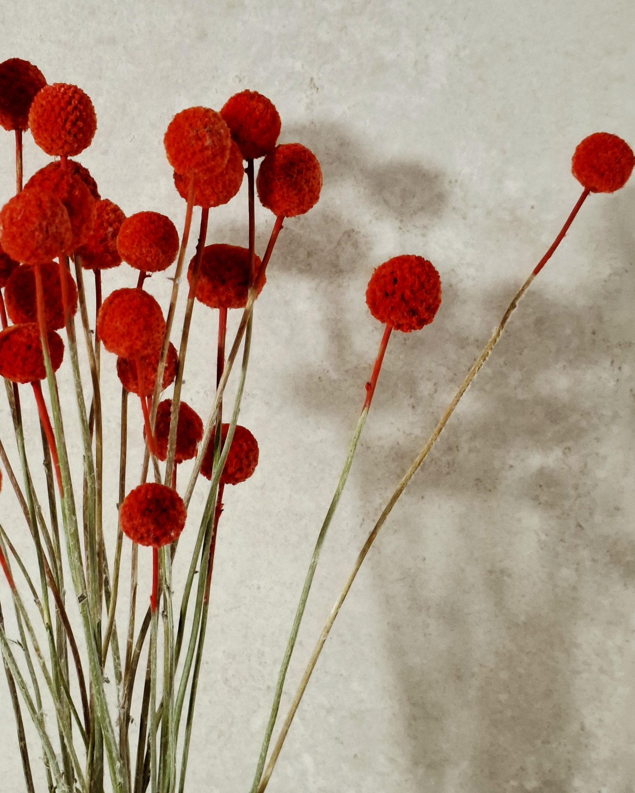 Dried Craspedia Stems Bright Red (Billy Buttons), Dyed Dried Flowers, Floristry Supply, DIY Craft, Home Decor, 15 Stems