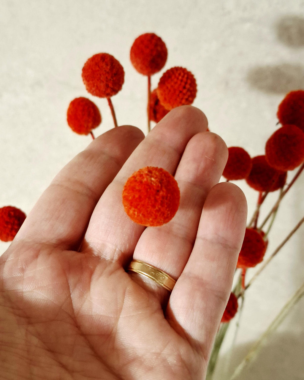 Dried Craspedia Stems Bright Red (Billy Buttons), Dyed Dried Flowers, Floristry Supply, DIY Craft, Home Decor, 15 Stems