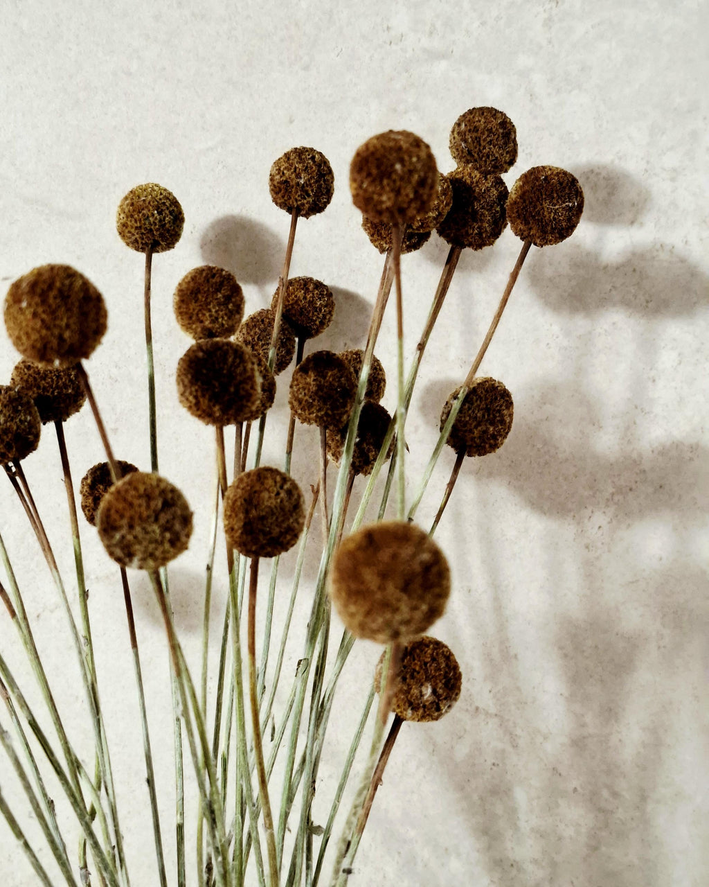 Dried Craspedia Stems Light Brown (Billy Buttons), Natural Dried Flowers, Floristry Supply, DIY, Home Decor, 15 Stems
