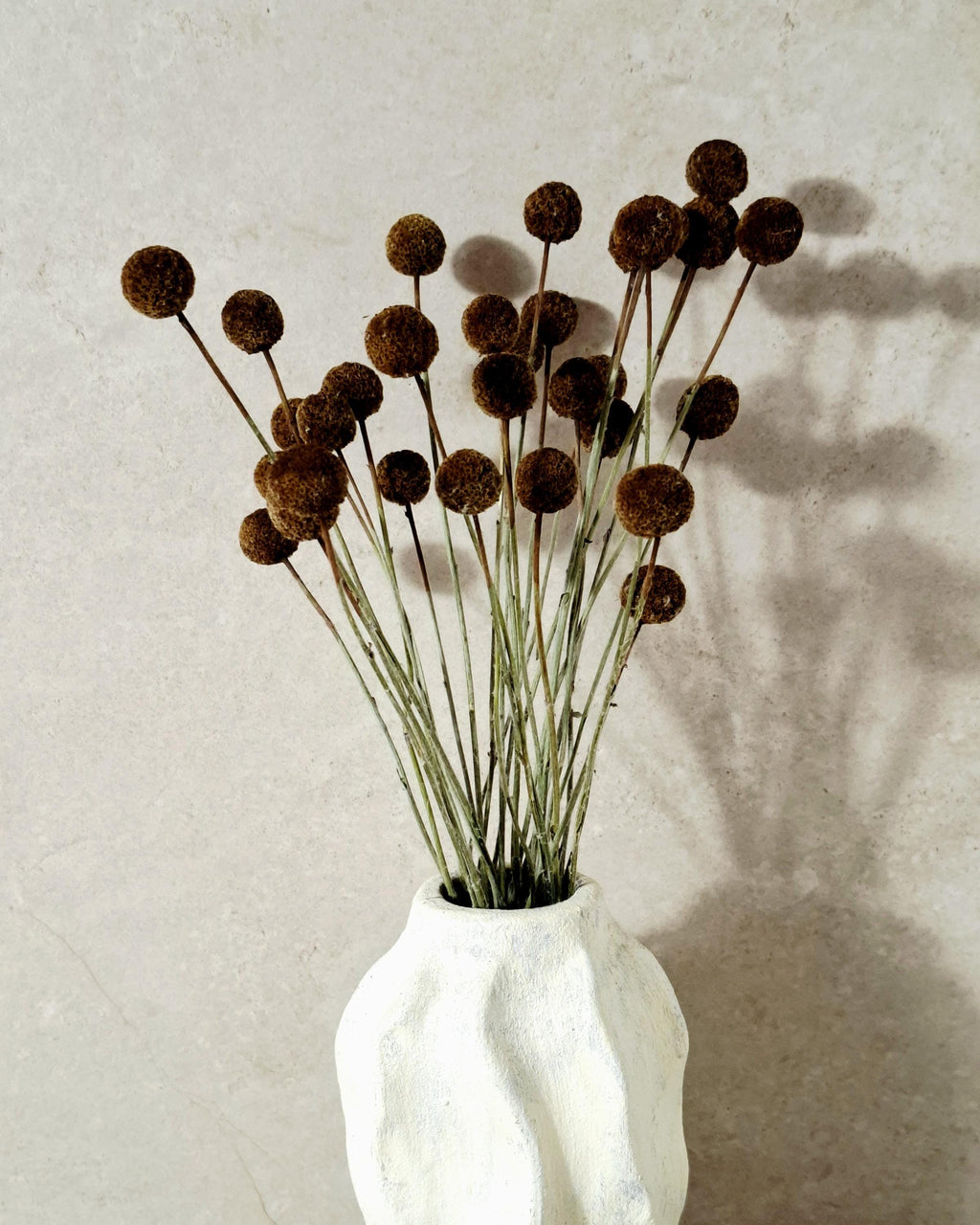 Dried Craspedia Stems Light Brown (Billy Buttons), Natural Dried Flowers, Floristry Supply, DIY, Home Decor, 15 Stems