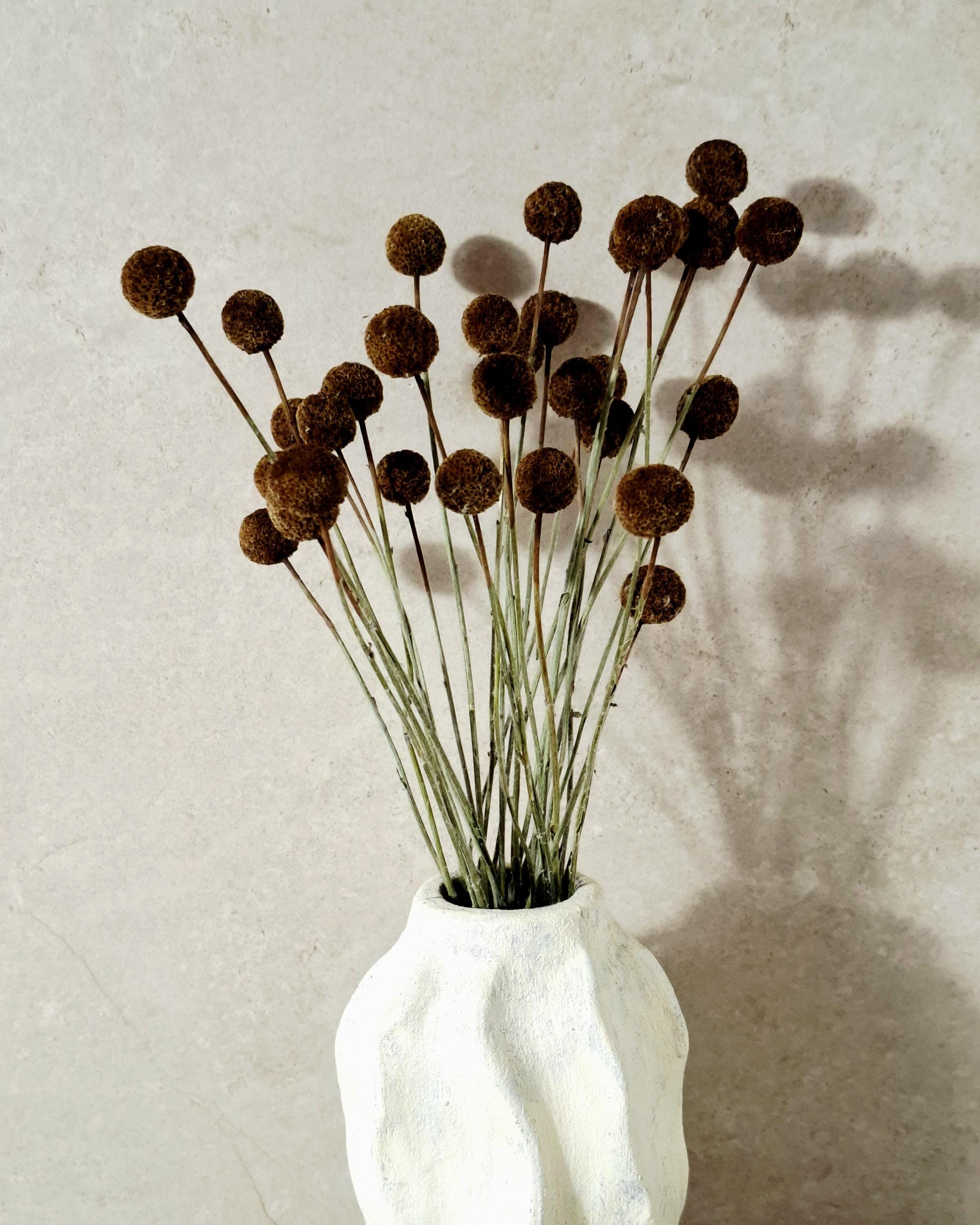 Dried Craspedia Stems Light Brown (Billy Buttons), Natural Dried Flowers, Floristry Supply, DIY, Home Decor, 15 Stems